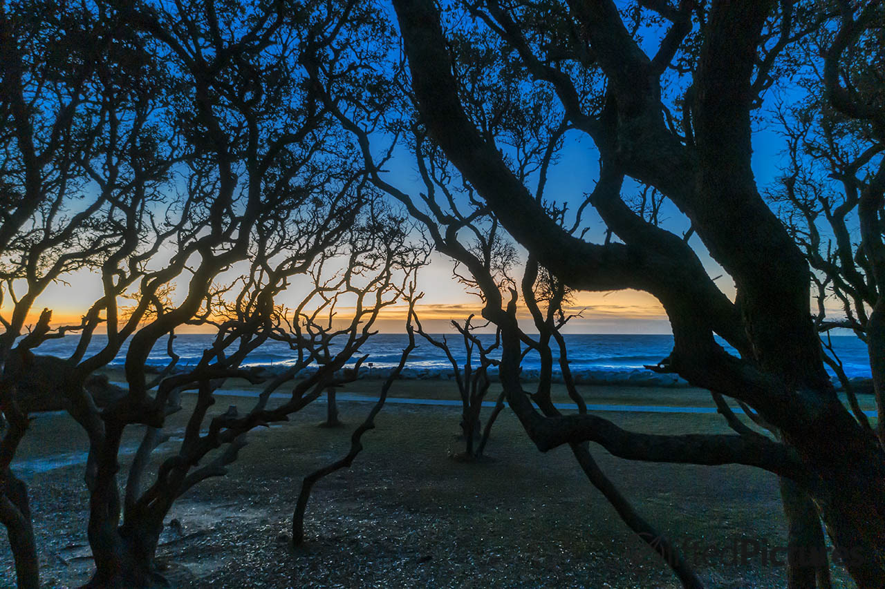 Forest for the Seas fine art print